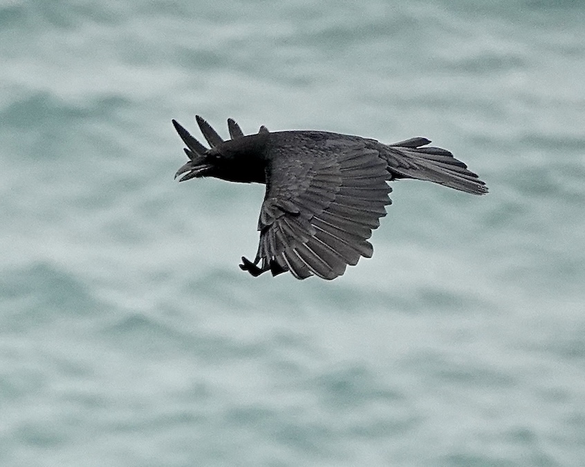 raven